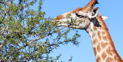 Kariega-Giraffe Acacia.JPG