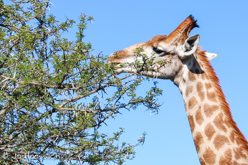 Kariega-Giraffe Acacia.JPG