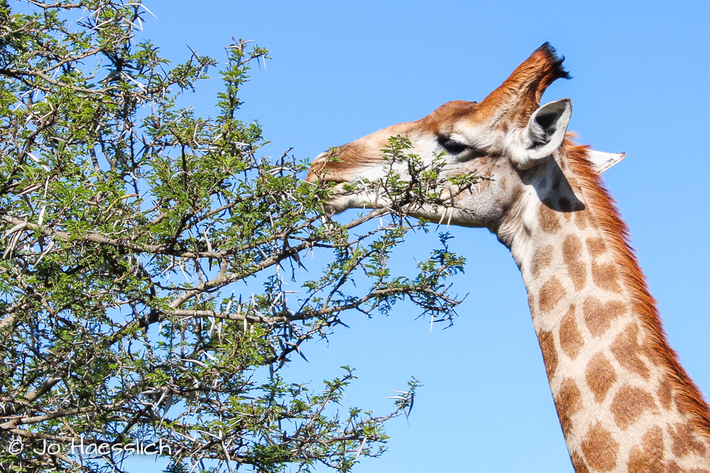 Kariega Giraffe Acacia