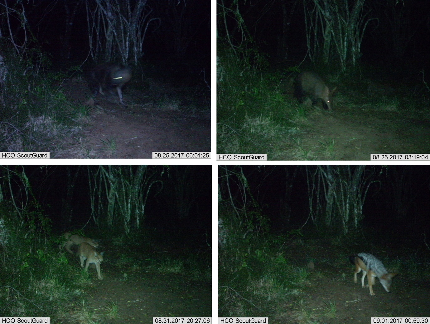 Kariega Camera Trap Footage