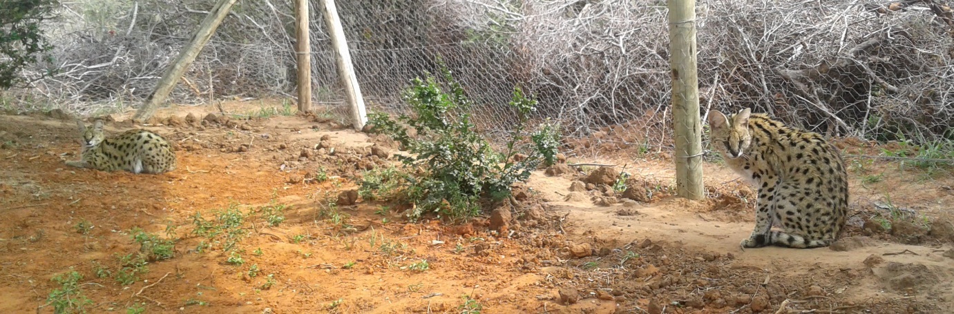 Kariega Volunteer Programme Serval Breeding Project