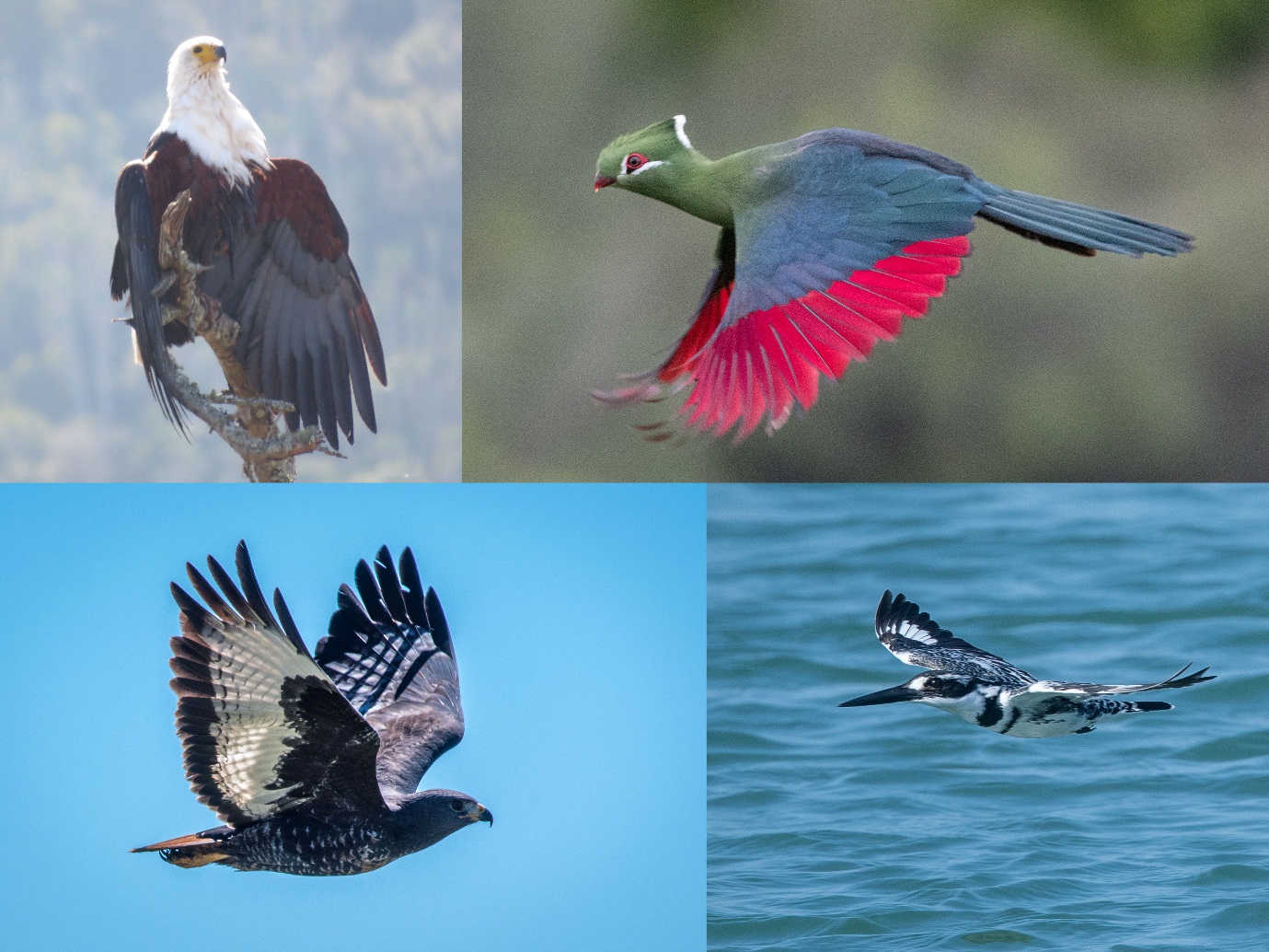 Birds Photographed at Kariega Game Reserve