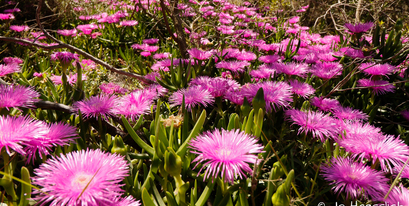 Kariega - Spring Flowers 6.JPG