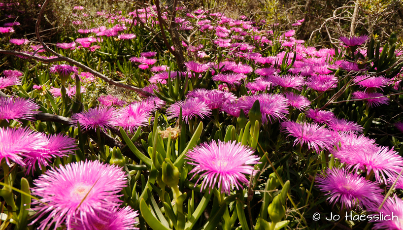 Kariega - Spring Flowers 6.JPG