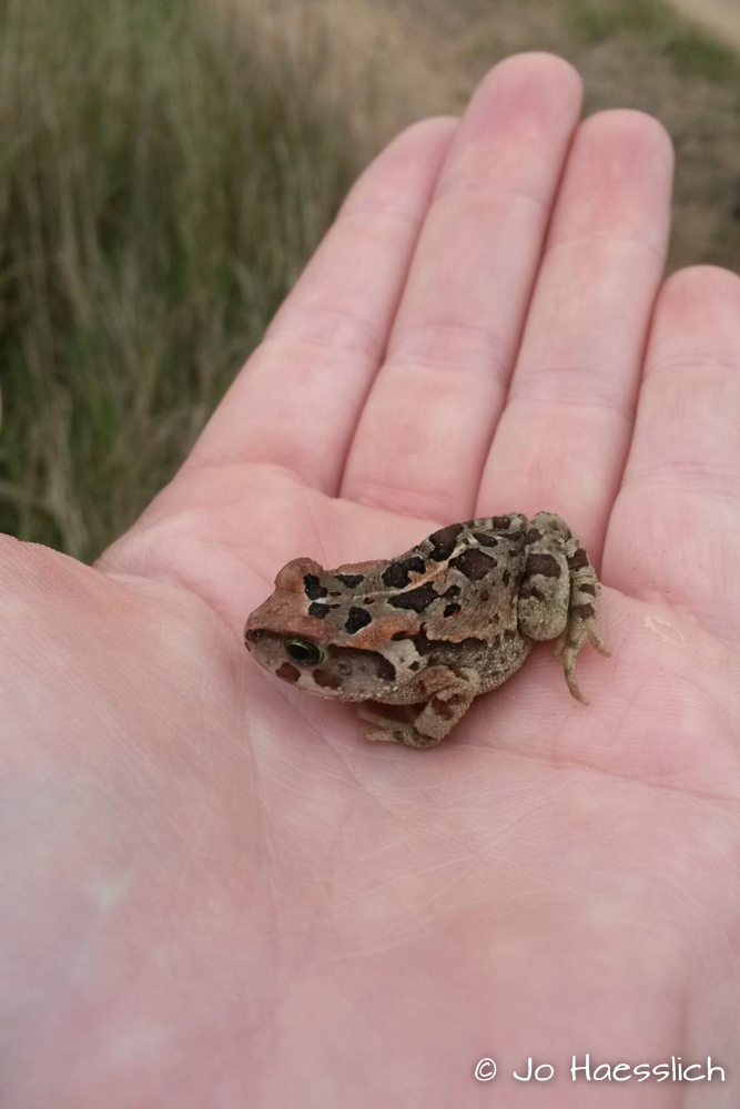 Kariega Toad