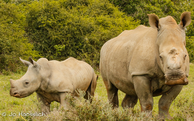 Kariega-Thandi-Colin-Oct-2017.JPG