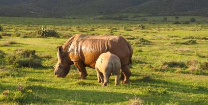 Thandi-Colin-Rhino-Kariega-DPeacock.jpg