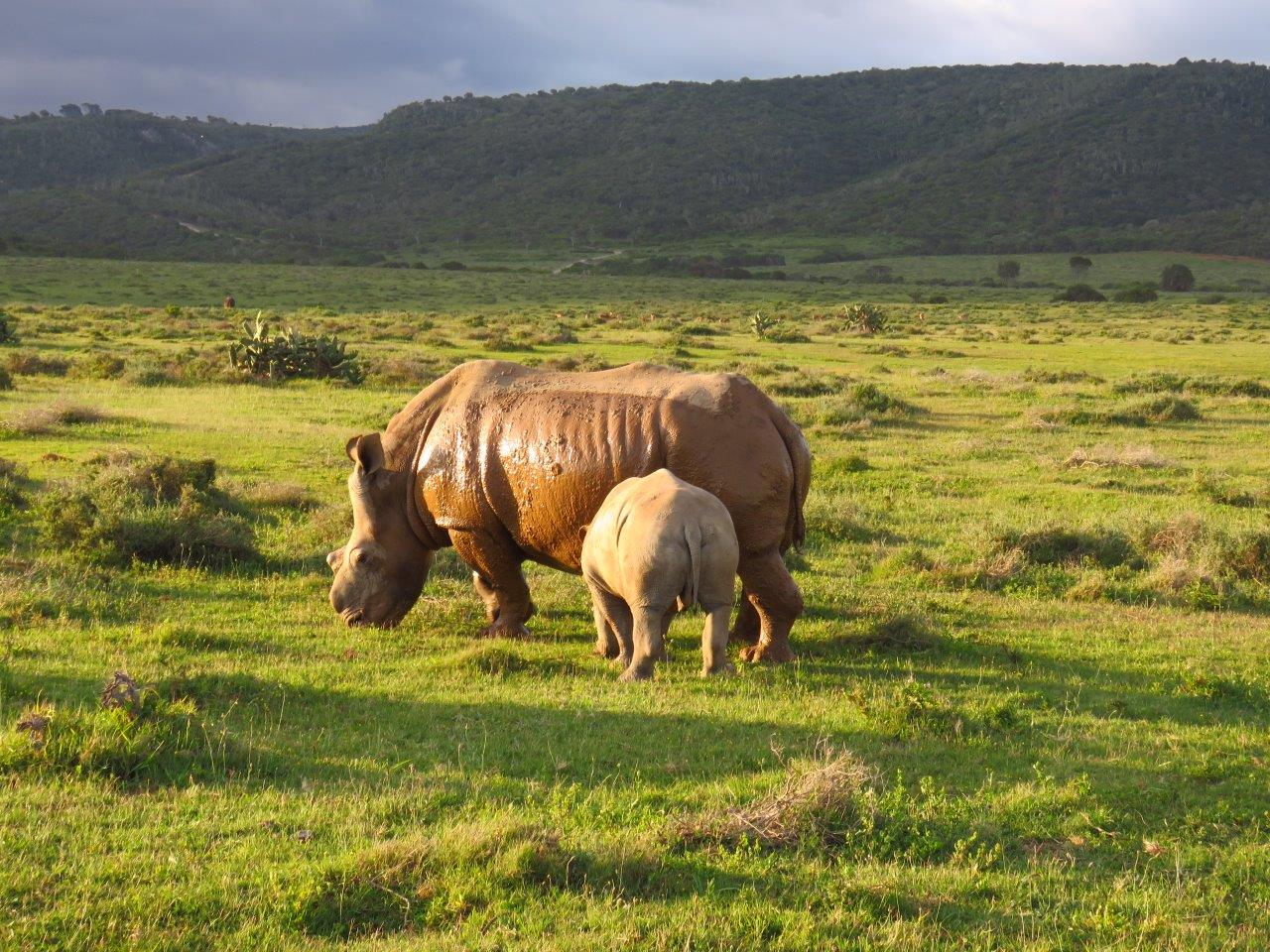 Last Male Standing Film Visit Thandi Colin Rhino at Kariega