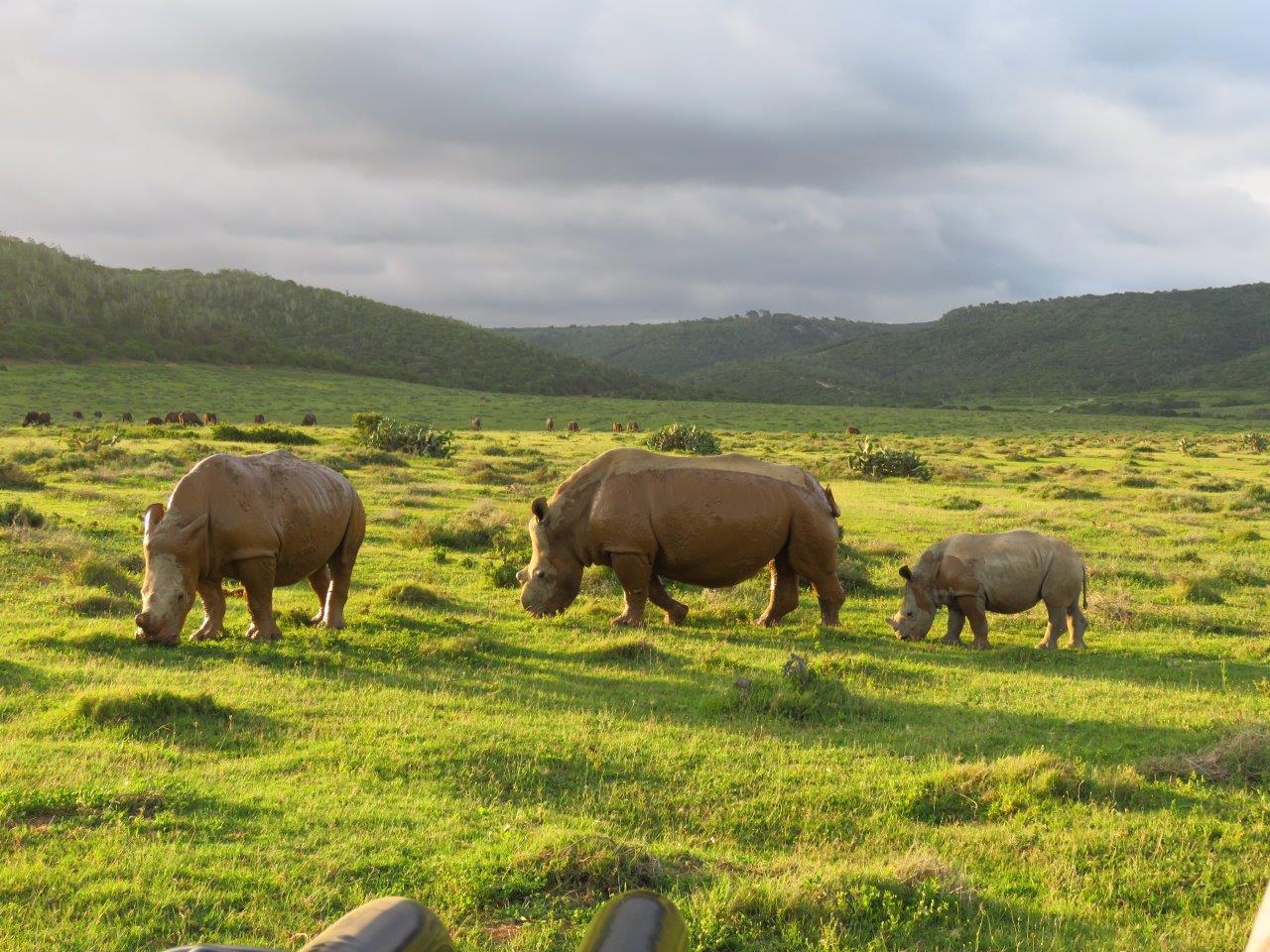 Thandi Rhino Calves Kariega January Celebration
