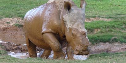 Thandi-Rhino-Kariega-DPeacock.jpg