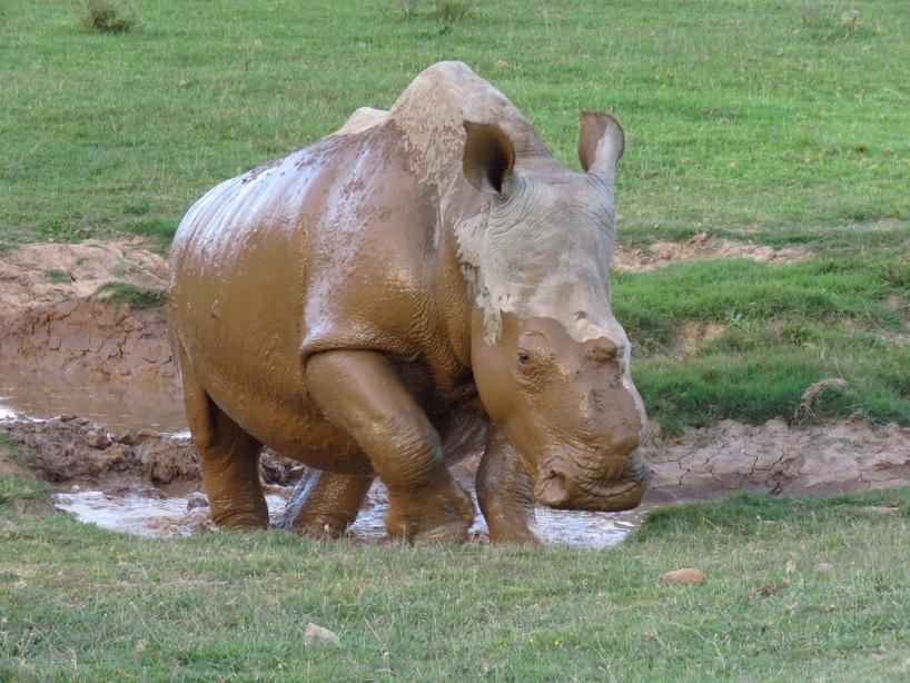 Thandi-Rhino-Kariega-DPeacock.jpg
