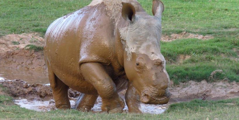 Thandi-Rhino-Kariega-DPeacock.jpg