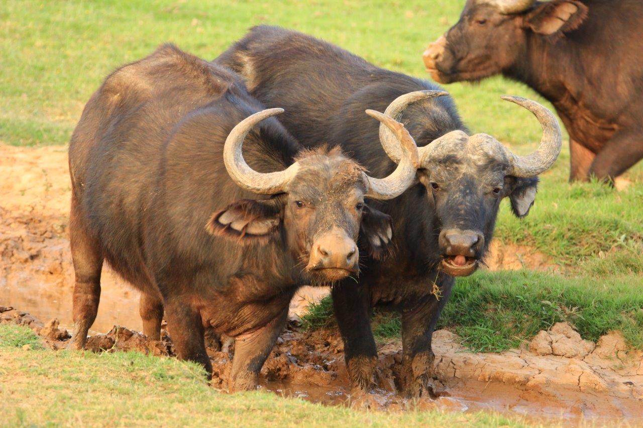Buffalo at Kariega D Peacock