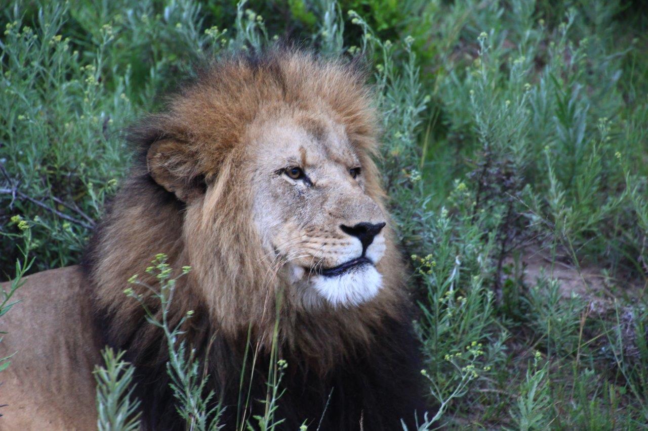 Kariega Lion