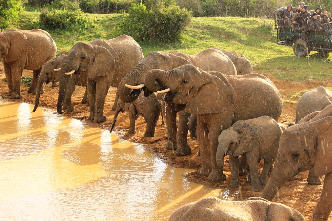 Elephant Herd in Kariega D Peacock