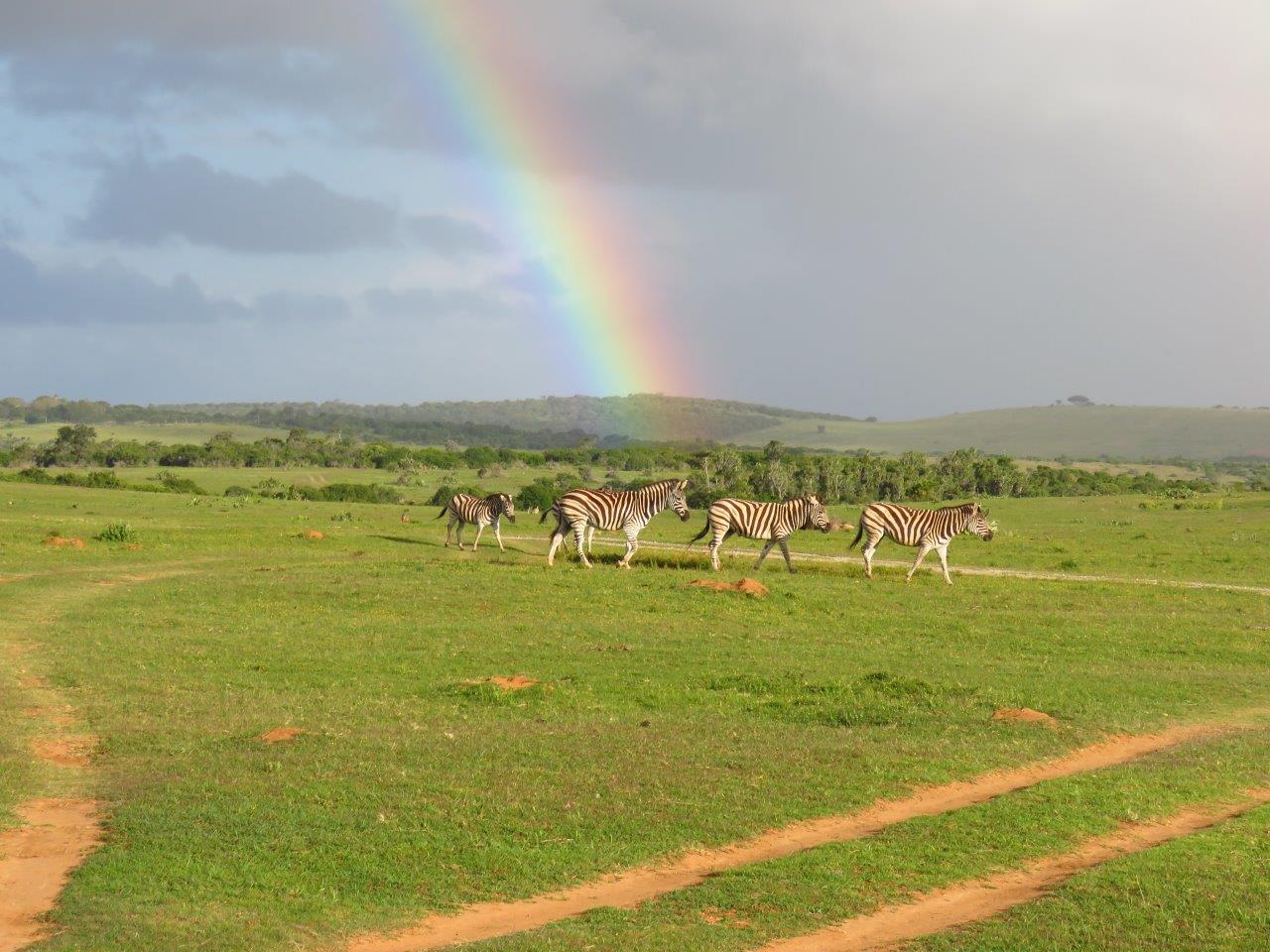 Zebra in Kariega - D Peacock