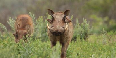 Warthog-Kariega-DPeacock.jpg