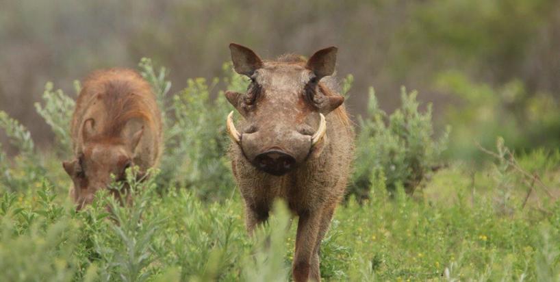 Warthog-Kariega-DPeacock.jpg