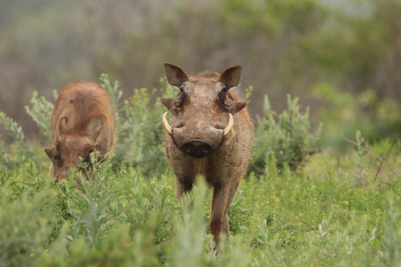 Warthog-Kariega-DPeacock.jpg