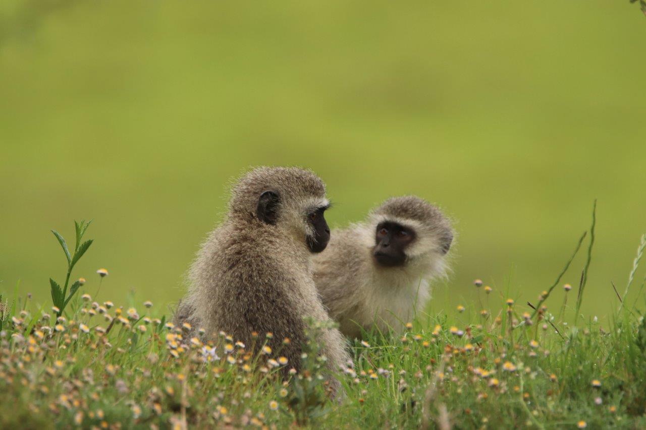 Vervet Monkeys Kariega - D Peacock