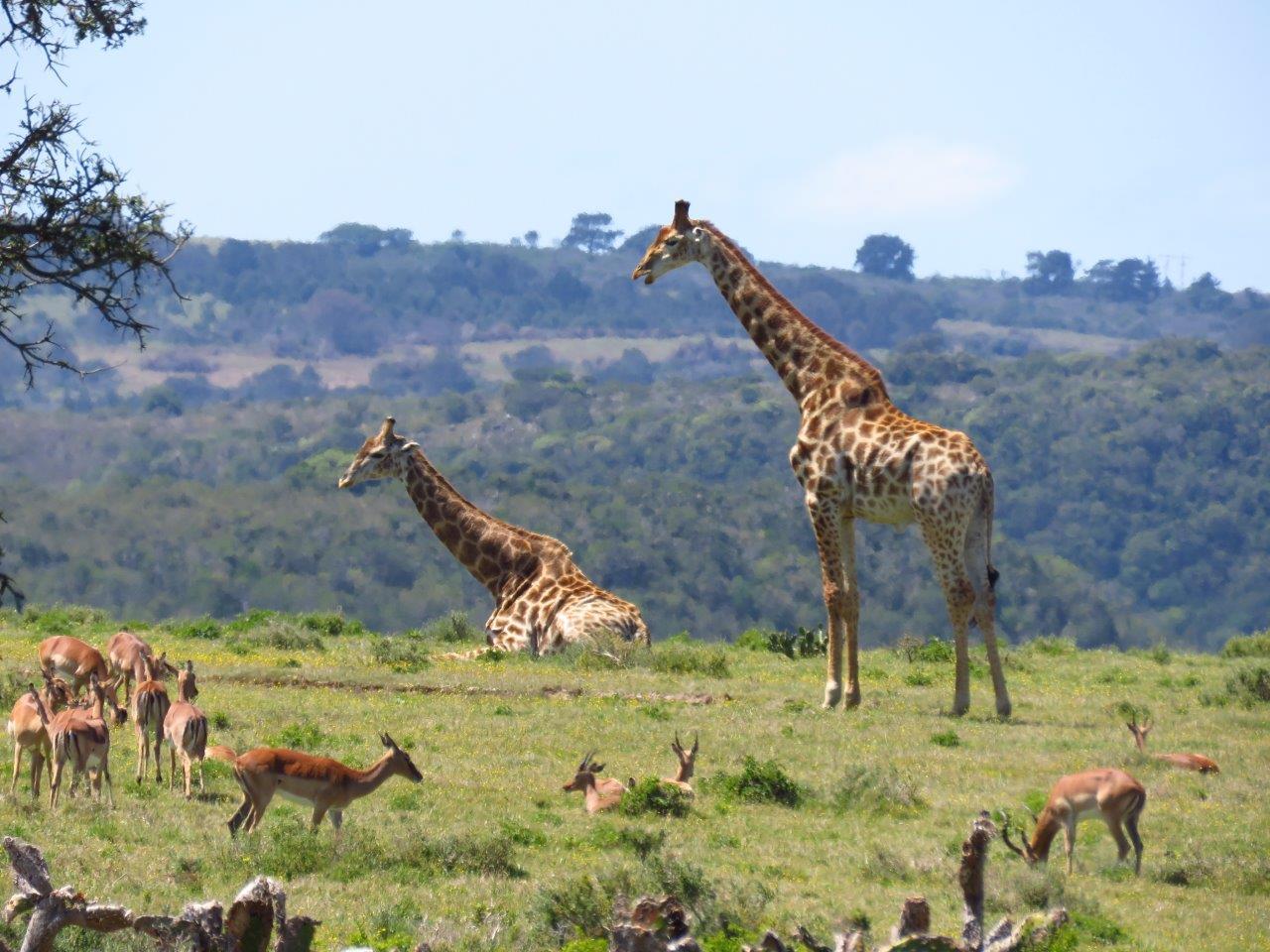 Giraffe at Kariega - D Peacock