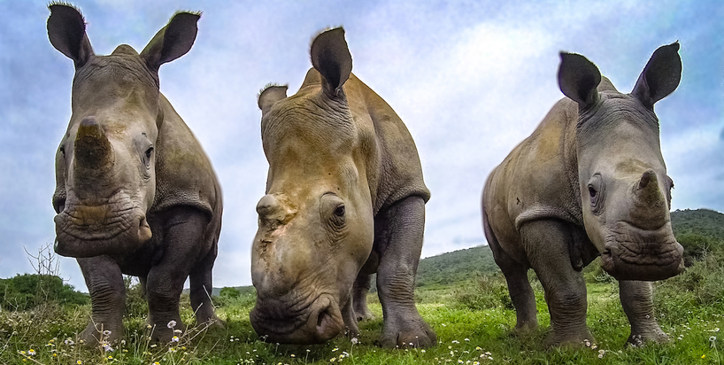 Kariega-Thandi-Thembi-Colin-Rhino-DHaesslich.jpg