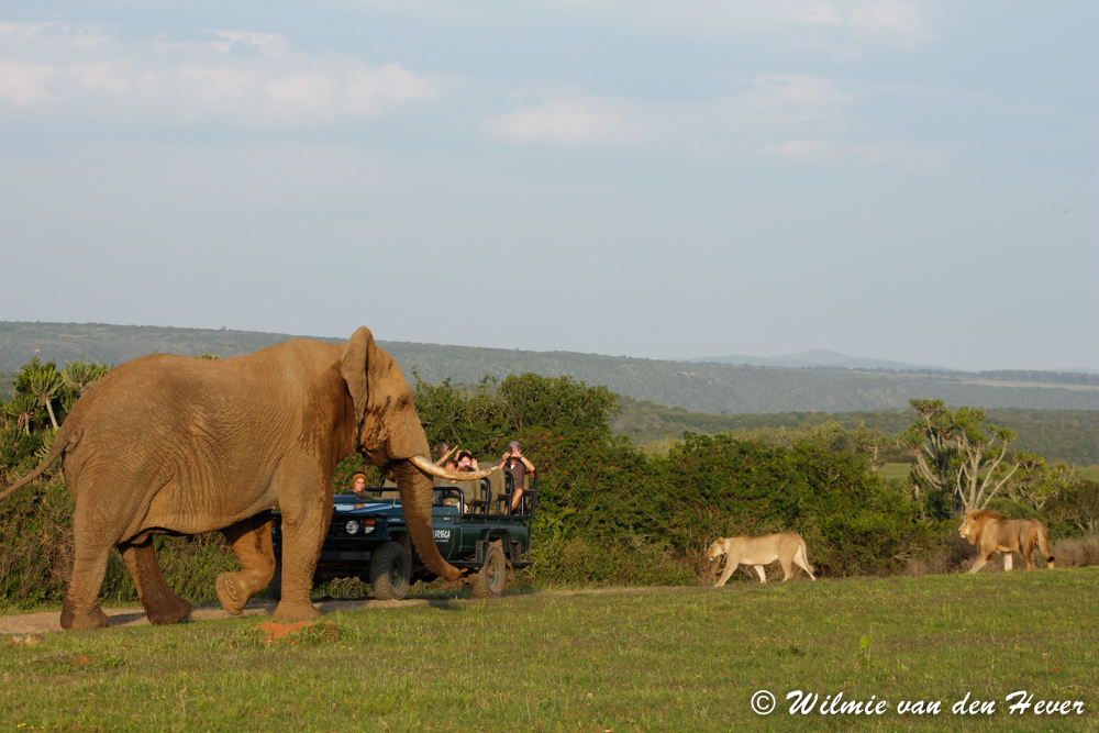 Kariega Dramatic Safari Encounter Lions and Elephant