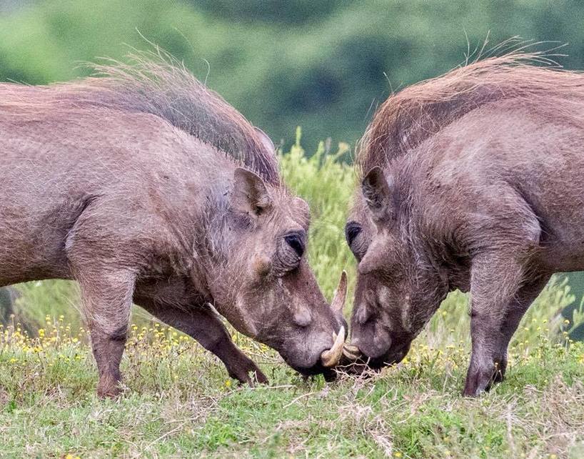 Kariega - Warthogs - Graham Harvey.jpg