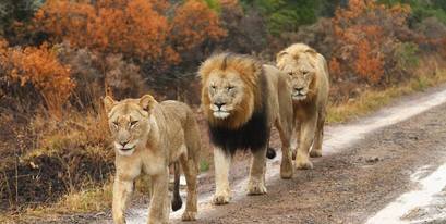 Kariega - 1 lioness, 2 males walking down road - Claire Rule.jpg