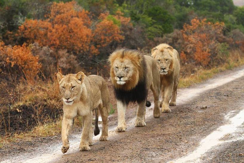 Kariega - 1 lioness, 2 males walking down road - Claire Rule.jpg