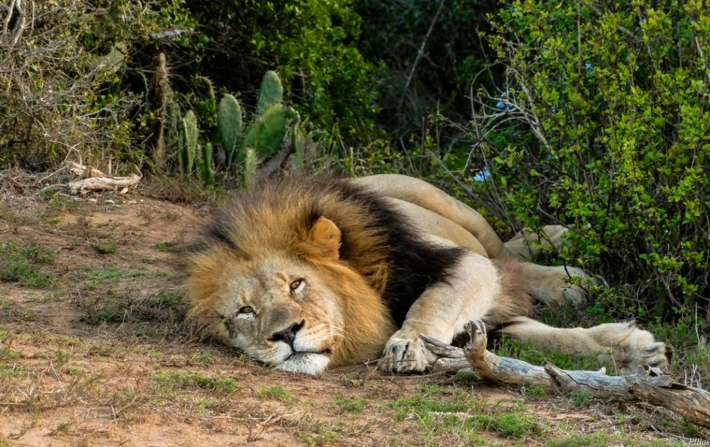 Kariega Male Lion Plony Bos
