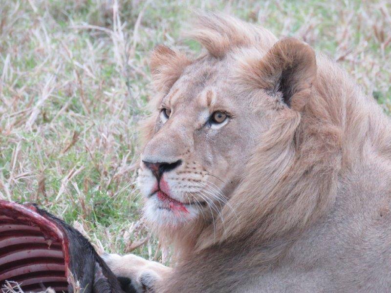 Kariega Young Male On Wildebeest Kill