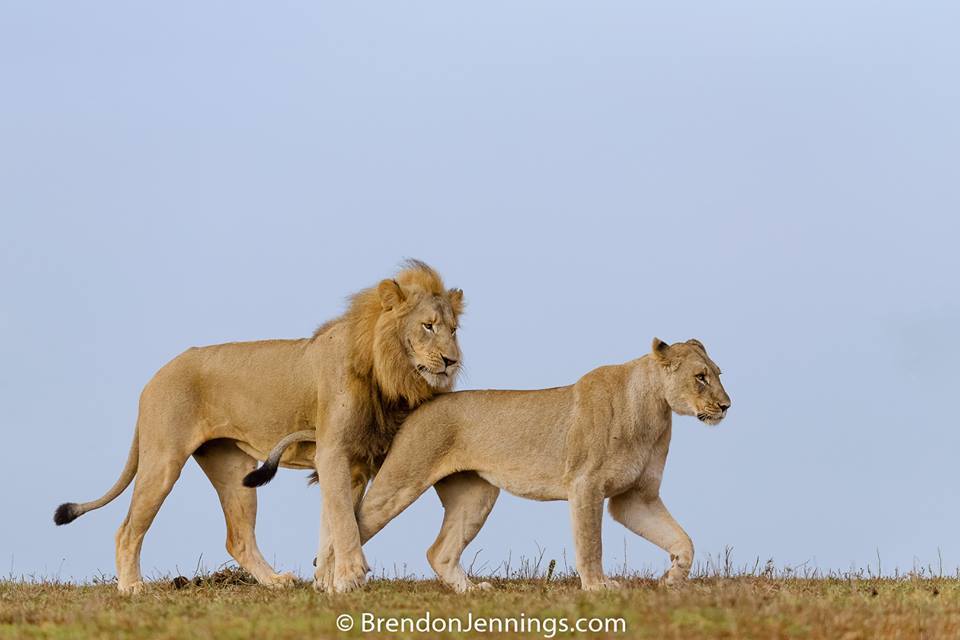 Kariega Young Male With Lioness Mating