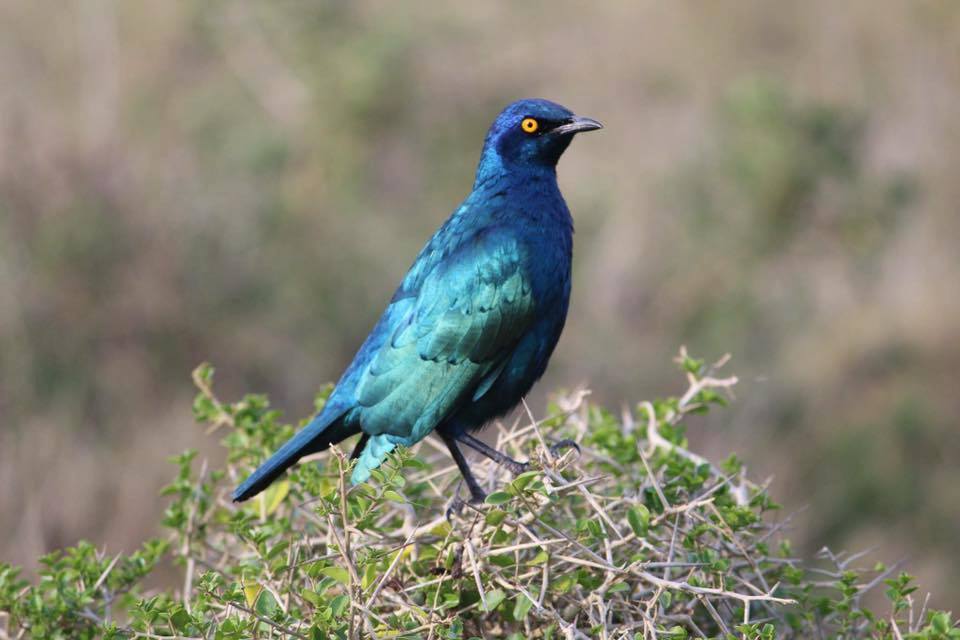 Kariega Glossy Starling