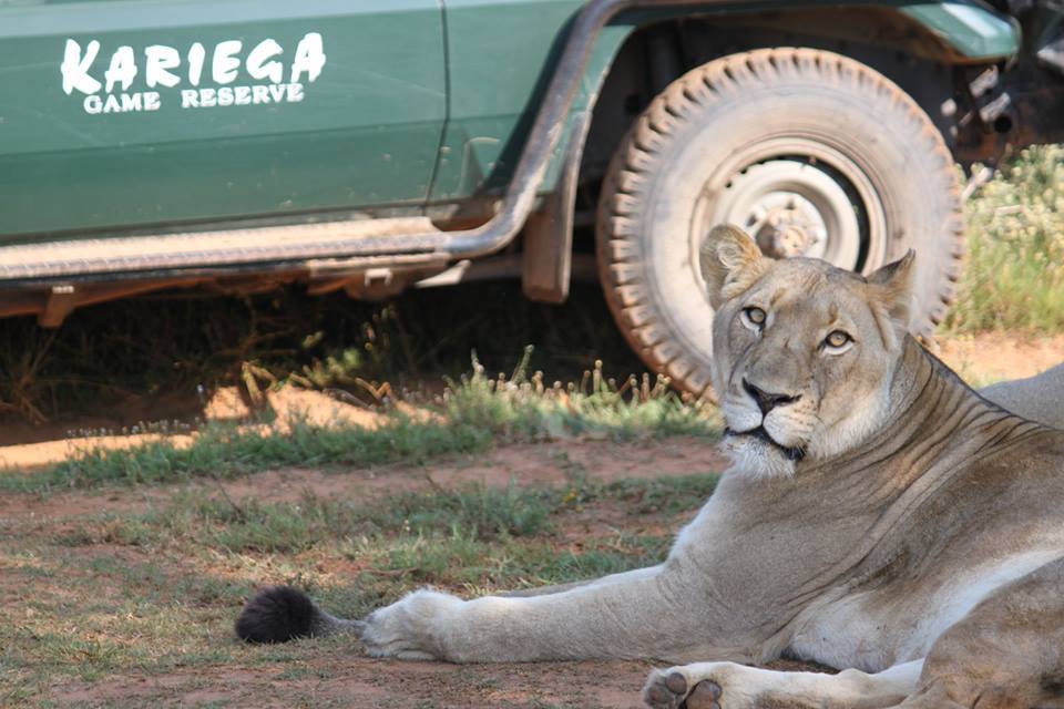 Kariega Lioness by Paul Adams