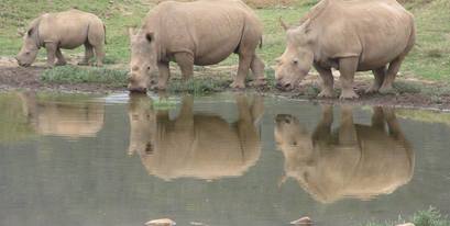 Kariega - Thandi and family at dam - Vivien Lee 2017.2018.jpg