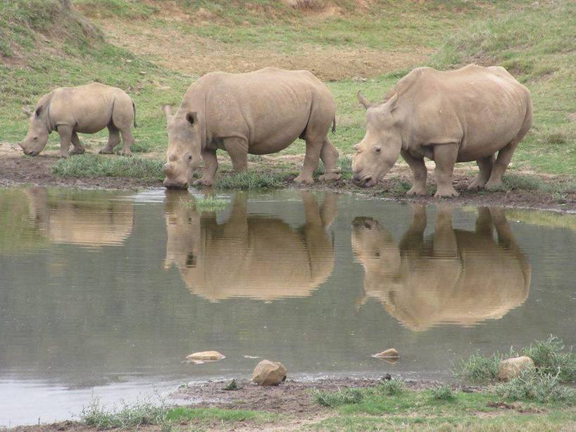 Kariega - Thandi and family at dam - Vivien Lee 2017.2018.jpg