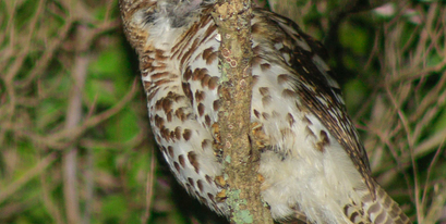 Kariega Game Reserve - Barred Owlet - Jone Haesslich.JPG