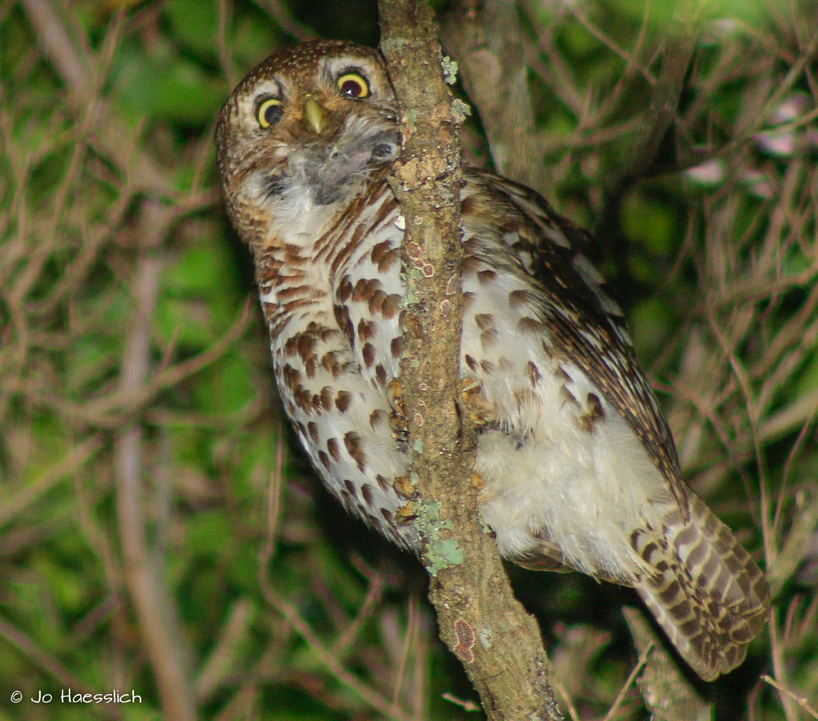 Kariega Game Reserve - Barred Owlet - Jone Haesslich.JPG