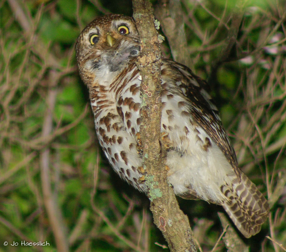 Kariega Game Reserve African  Barred Owlet by Jone Haesslich