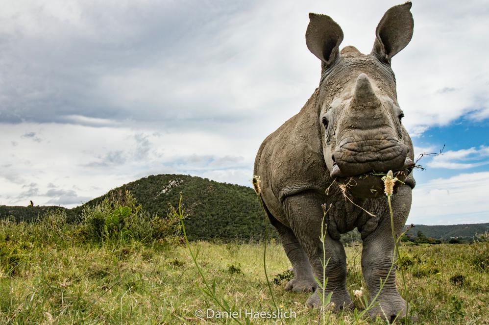 Special Rhino Colin Celebrates Third Birthday