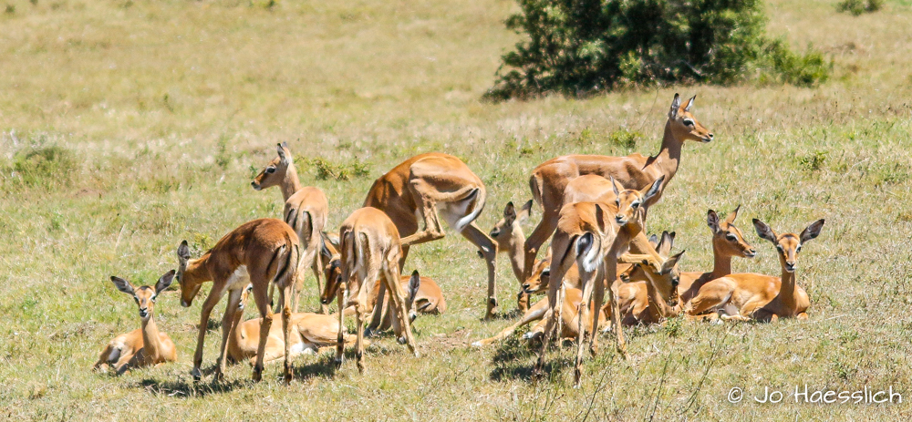 Kariega Baby Impala