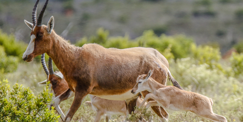 Kariega - Blesbok and lamb.JPG