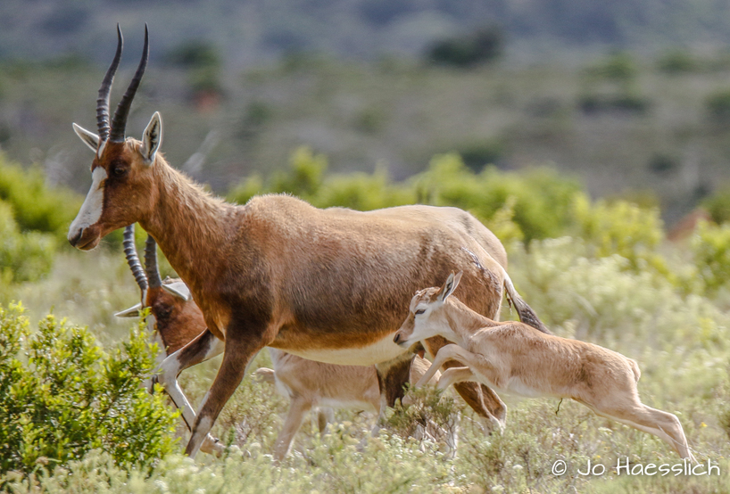 Kariega - Blesbok and lamb.JPG