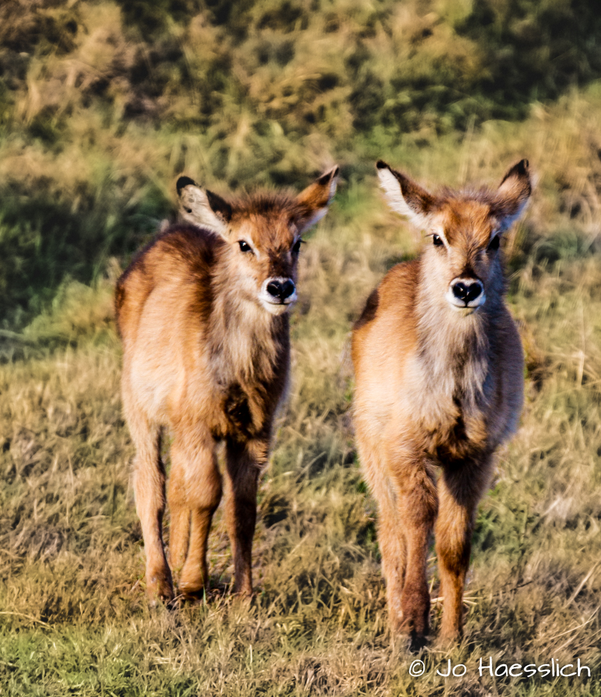 Kariega Baby Waterbuck