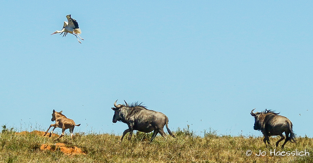 Kariega Wildebeest With Calf