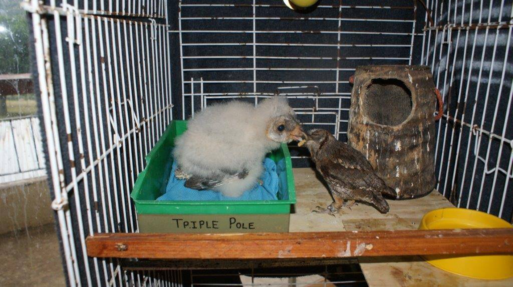 Kariega Guests See Barn Owl Chick Fed