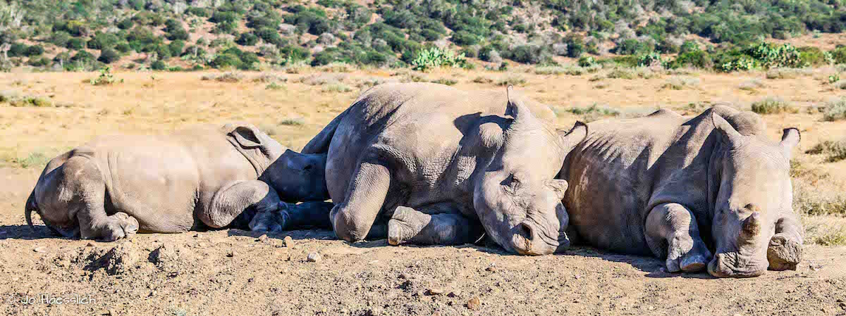 Rhino Colin Suckling from Thandi at Kariega