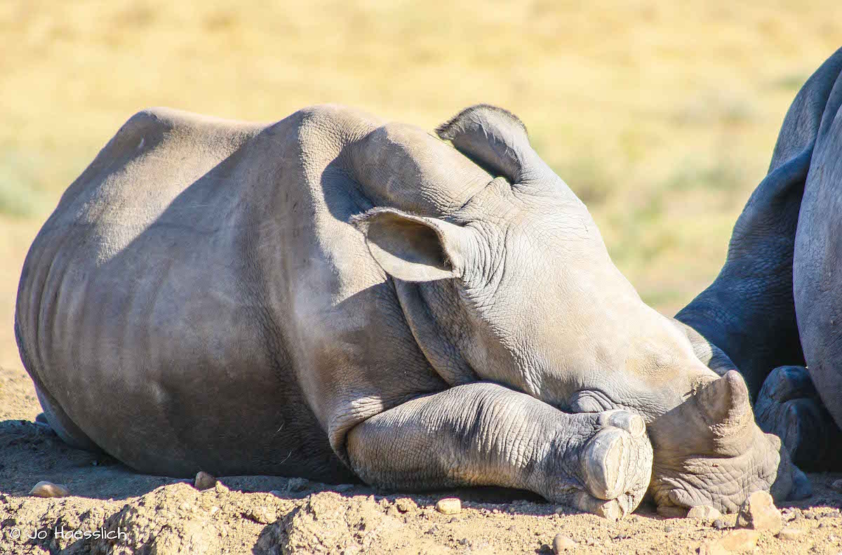 Kariega Baby White Rhino Sleeping