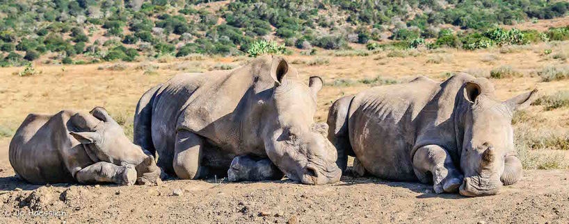 thandi-thembi-colin-kariega.JPG